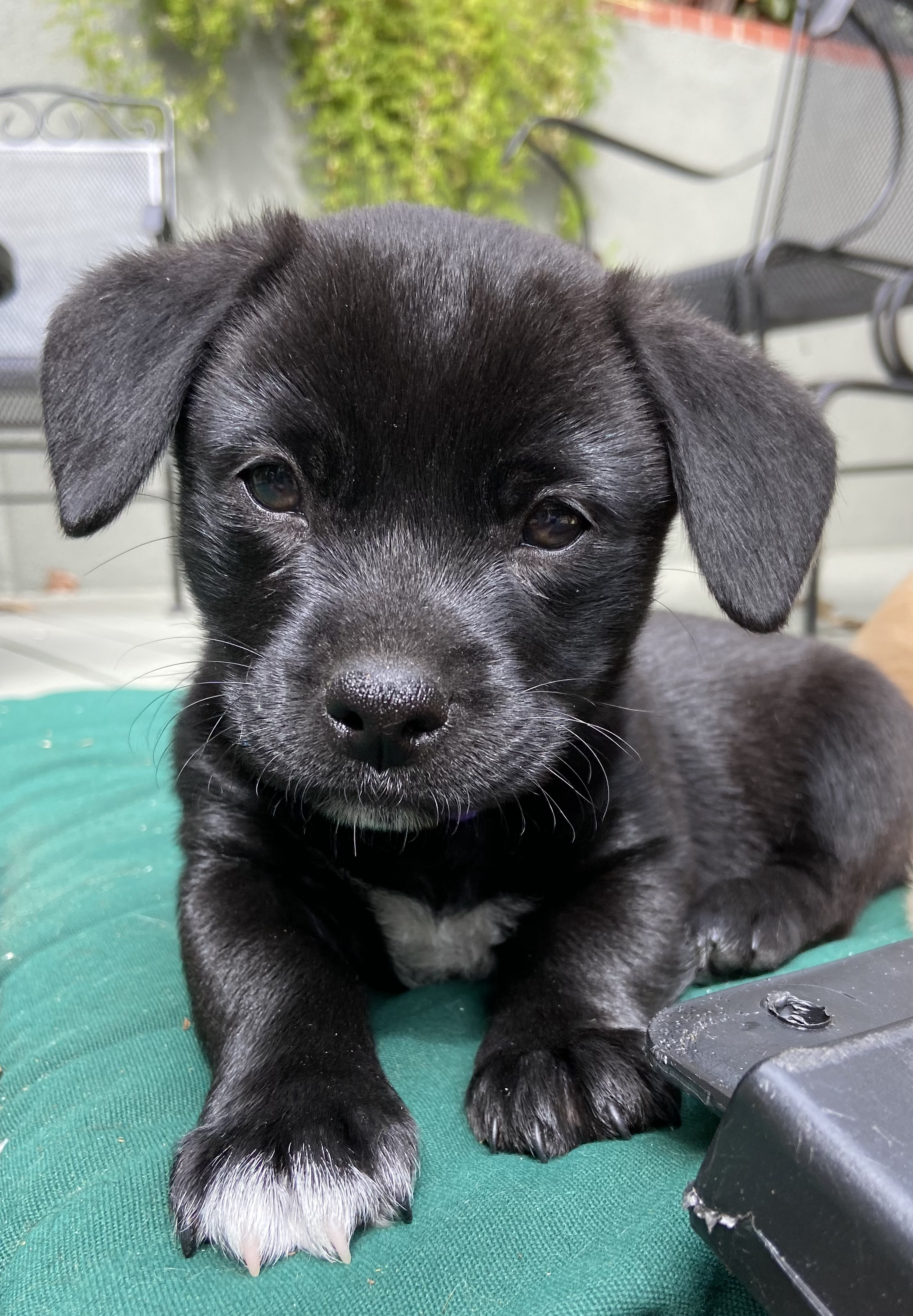 Jack