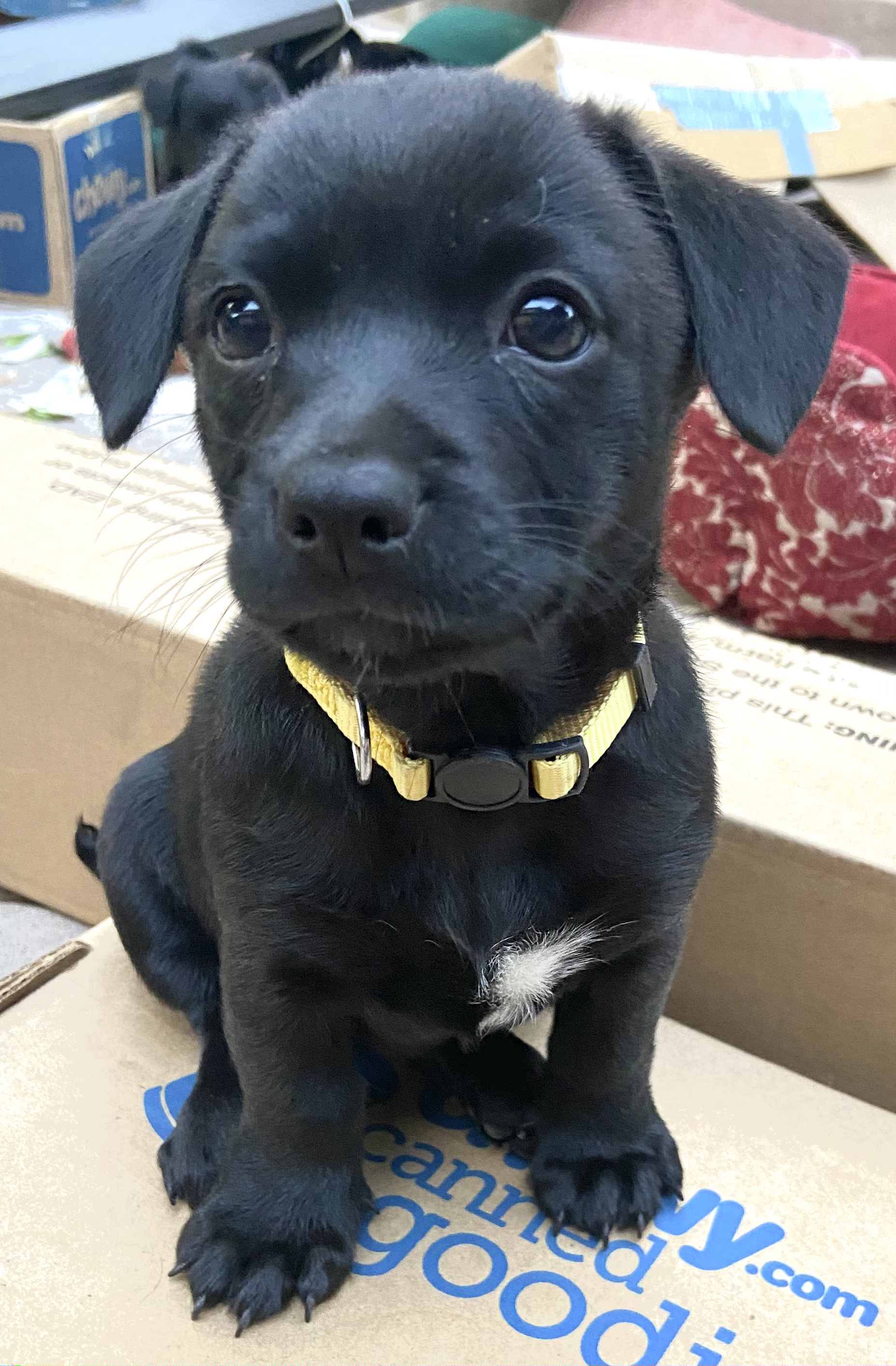 Josie