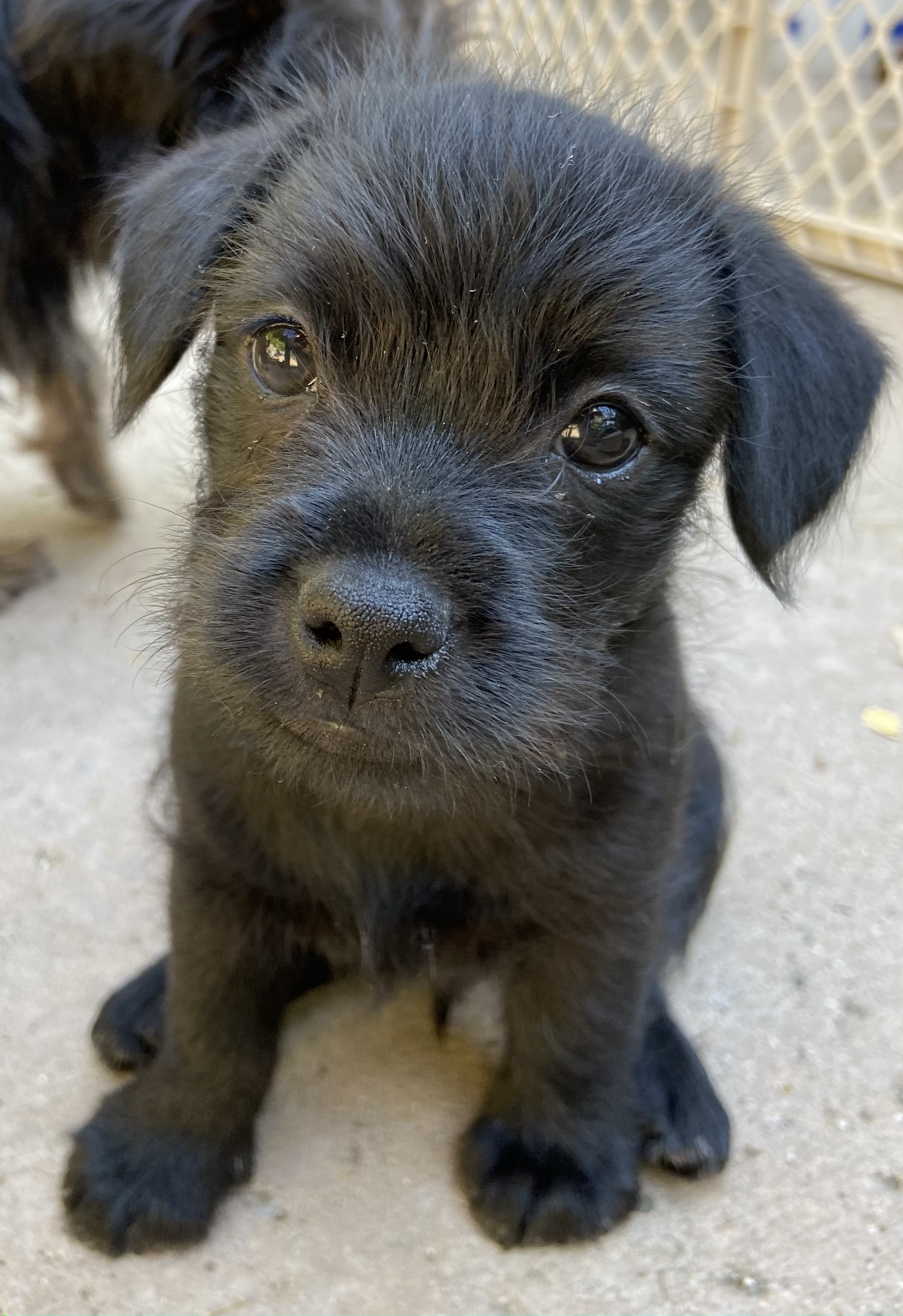 Junior
