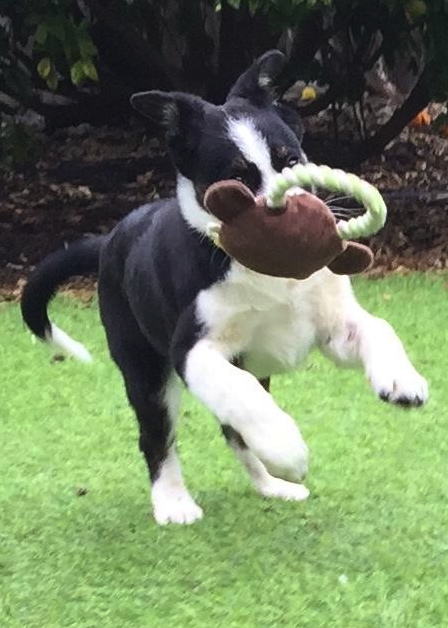 Cat And Dog Adoptions Spark Rescue Santa Barbara