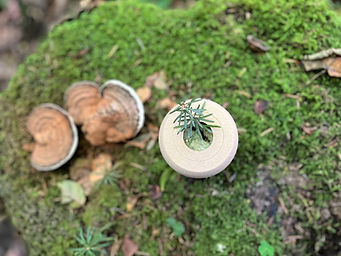 RELIKWIARZ BIO SOUL Z NASIONEM SOSNY