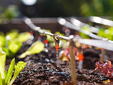 Drip irrigation system watering plants in a garden. Bright green and red leaves contrast with dark soil. Water droplets glisten in sunlight.