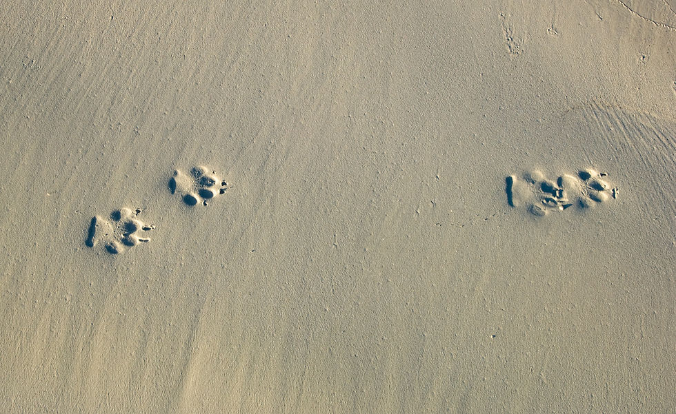 Paw Prints in Sand_edited.jpg