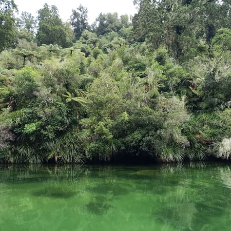 Do native forests or riparian planting have biodiversity value?