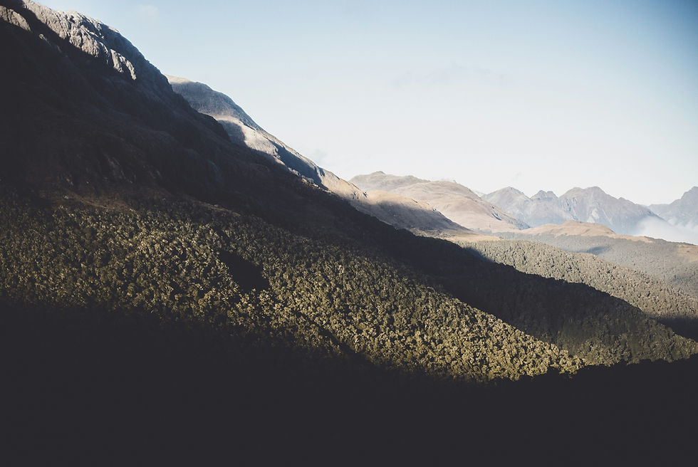forest growing in mountains