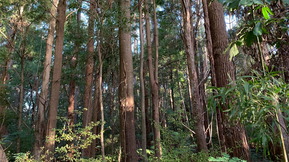 Climate-Smart Forestry: Going beyond carbon forestry