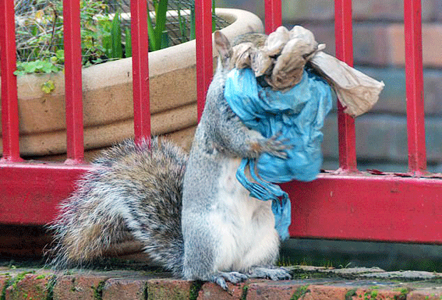 City Squirrel Building Abandoned Vinyl House... Plastic Garbage Threatening Animals