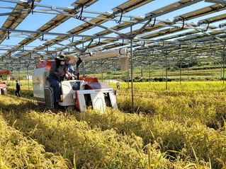 "Solar Power AND Farming"successful cultivation of rice under solar power