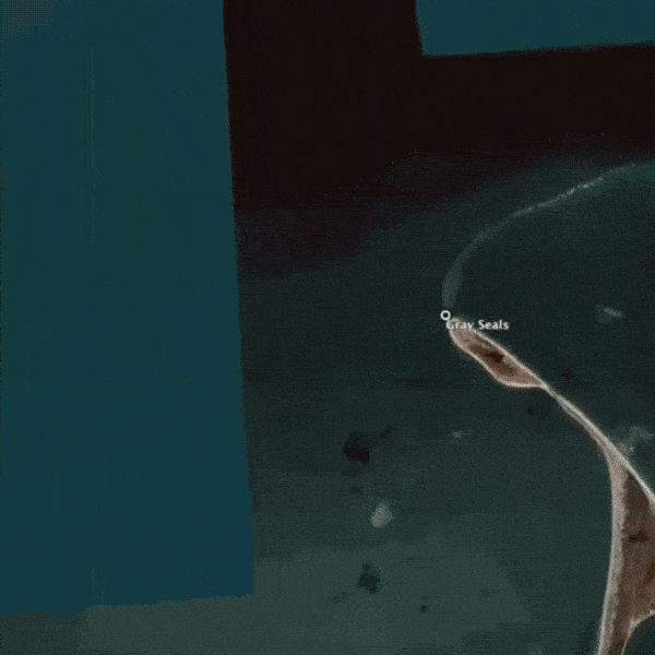 An animated satellite image showing the detection of gray seals on a coastline. The animation highlights a section of the coastline labeled "Gray Seals," demonstrating the use of satellite technology for identifying and tracking wildlife species from a bird's-eye view