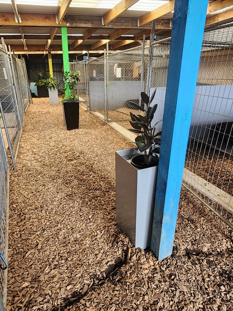 Overnight Dog Boarding Kennel in Whangarei. A cosy and warm sheltered sleeping area for dogs