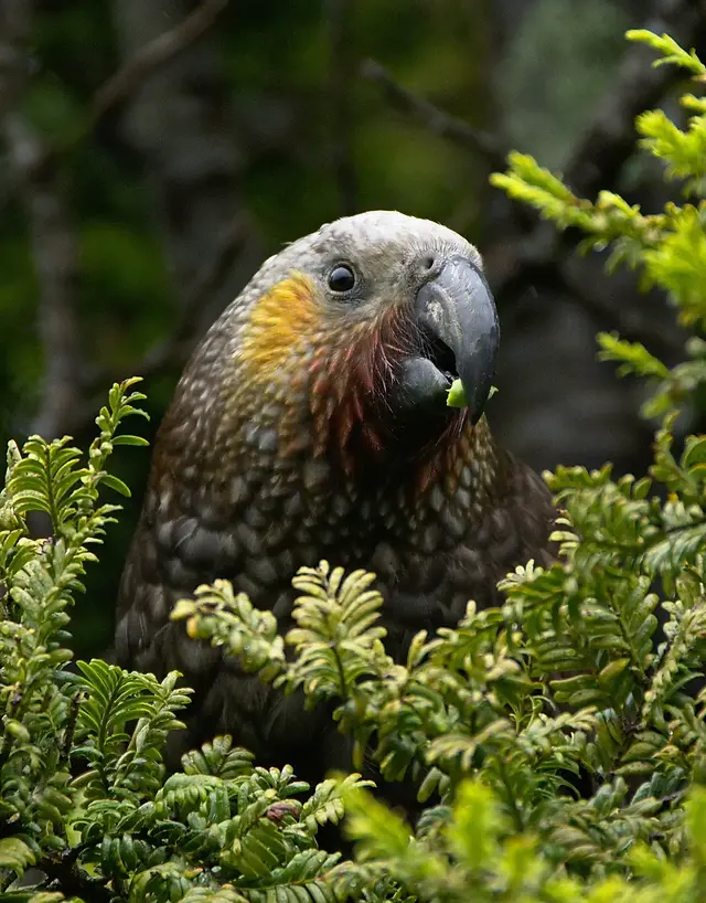 Native New Zealand Bird nesting in native bush