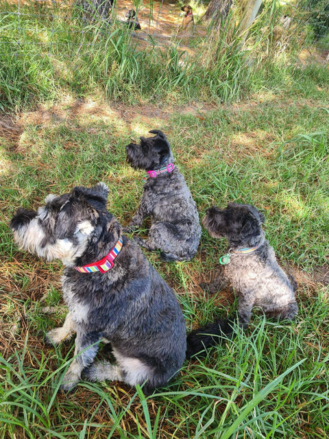 Three small dogs in a natural dog daycare area. The dogs sit attentively surrounded by the grass play area