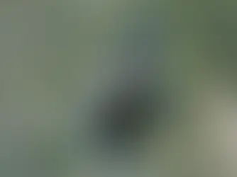 Why NZ Homeowners Are at Risk (and How InSAR Helps)