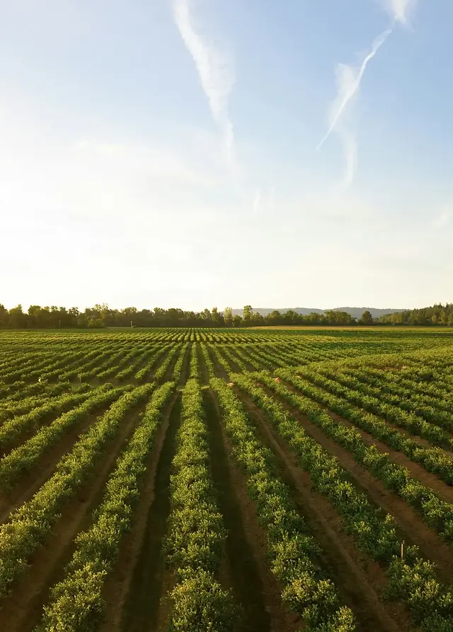 Expansive view of agricultural fields under a clear sky, representing efficient land use and crop management