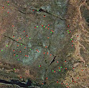 A satellite image demonstrating the detection of caribou across a rugged landscape. The image is marked with red and green dots representing individual caribou, scattered across the terrain. The background shows a mix of rocky and grassy areas, with natural land features highlighted by the detection markers