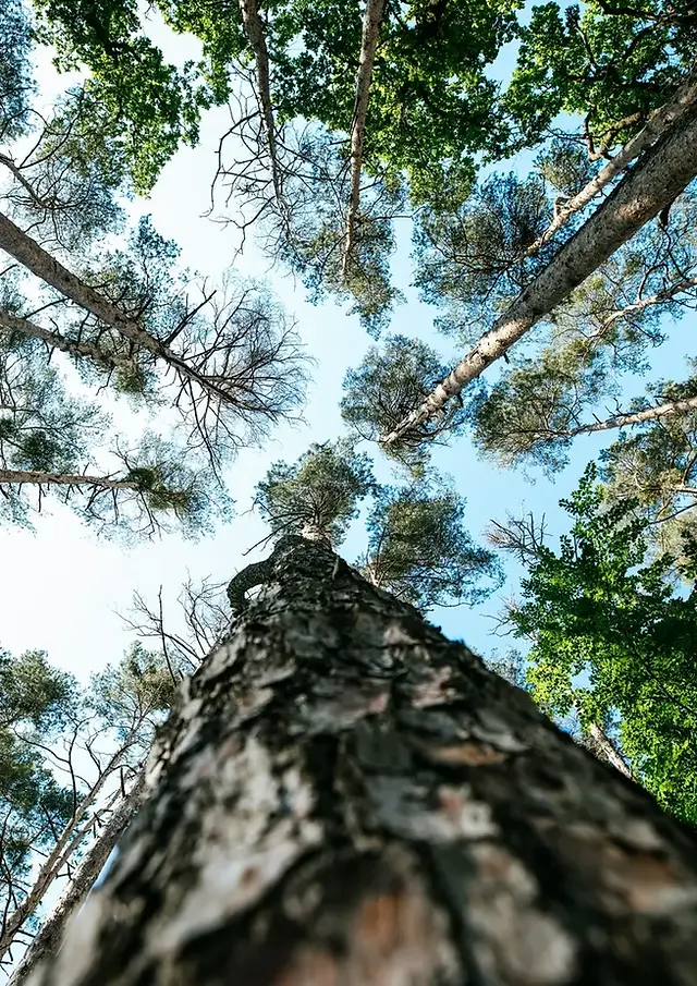 Looking up at tall trees in a forest, symbolizing enhanced forest management with image analysis for health monitoring, resource optimization, and biodiversity conservation