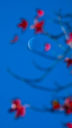Moonrise, Wildwood Ranch, Arroyo Grande, CA