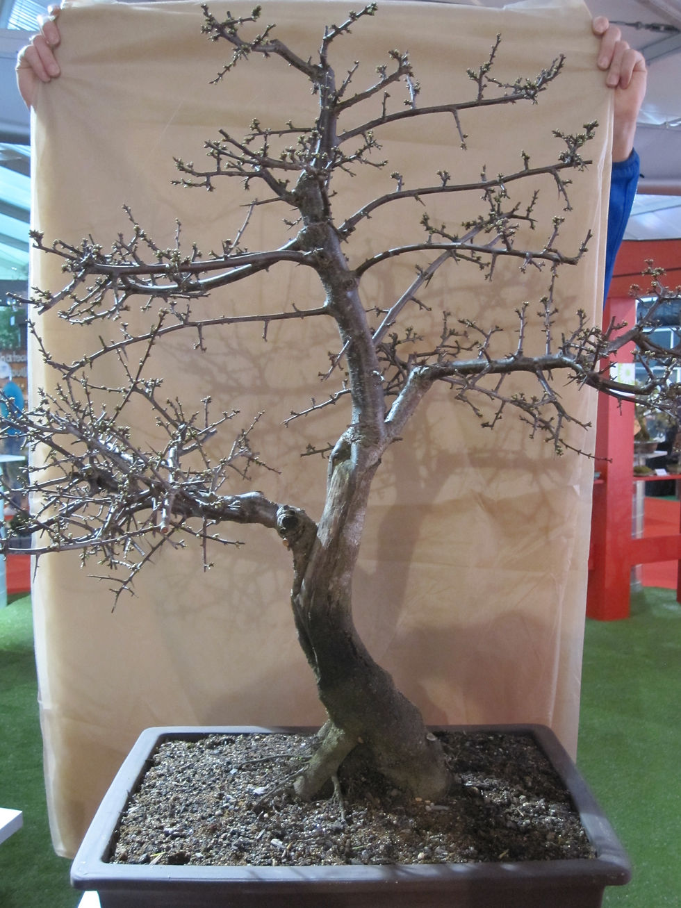 Schwarzdorn 2012