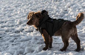 Sneeuw en ijspret met uw foster- of adoptiehondje!