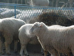 Sheep for export to China