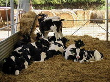 Holstein calves