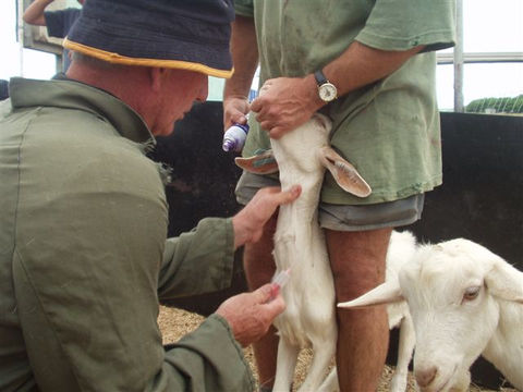 Export goat receiving health check in quarantine