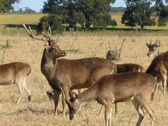 Rusa stag in Australia for export to Malaysia