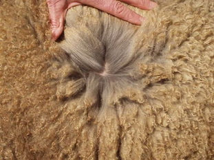 Quality Cashmere fleece