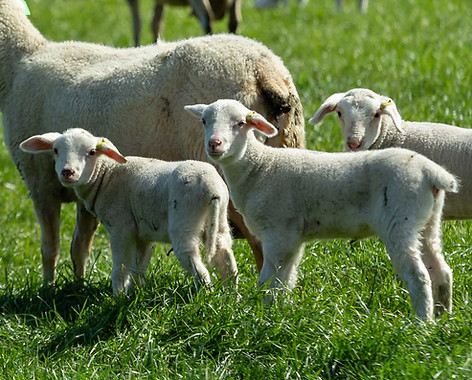 Sheep Milk - the most nutritious milk