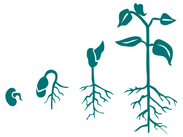 Illustration de la croissange d'une graine en 4 étapes allant de la graine jusqu'à la plante dans sa phase finale