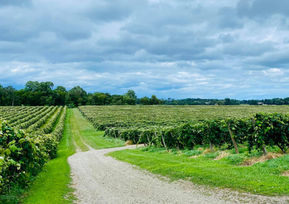 God is Moving in His Vineyard