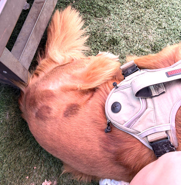 Harley has a setback