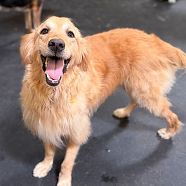 Parker Rose - ADOPTED!