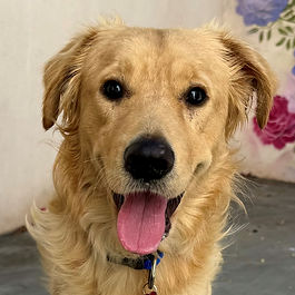 Shawn - ADOPTED!