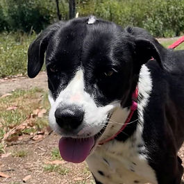 Patches - bonded with Sophia