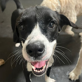 Patches - bonded with Sophia