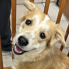 Sophia - bonded with Patches