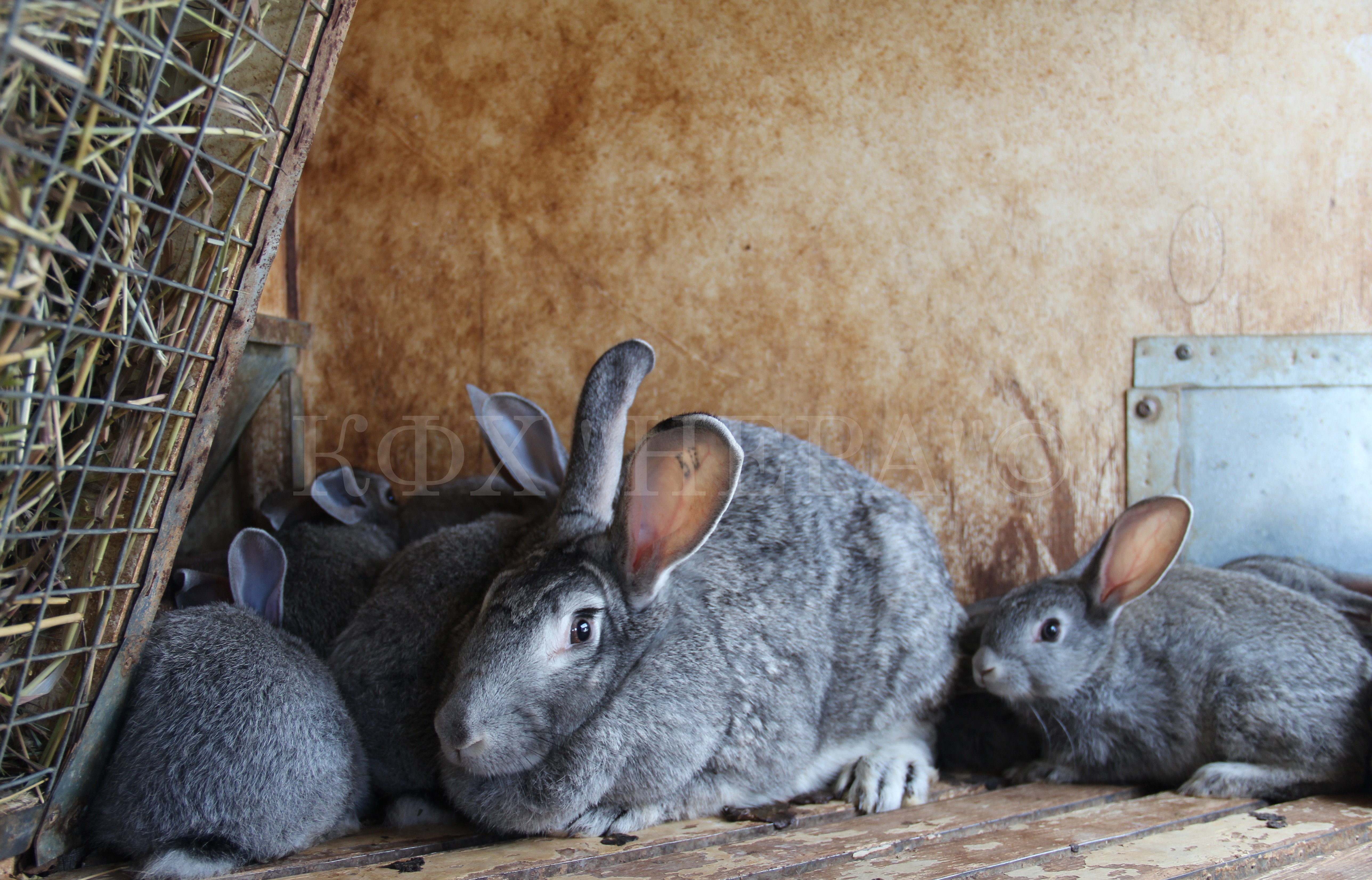 Порода Кроликов Шиншилла Описание Фото – Telegraph