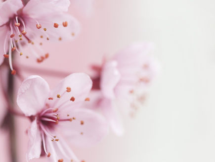 Fleurs de cerisier