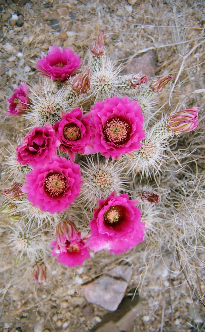 The Desert Has Flowers?
