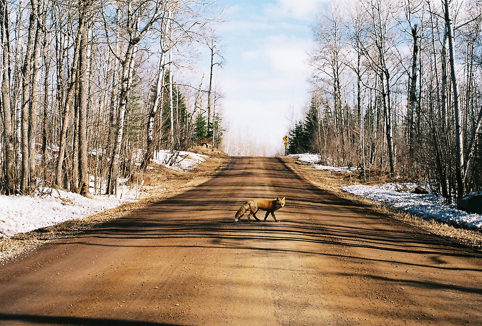 Fox Crossing