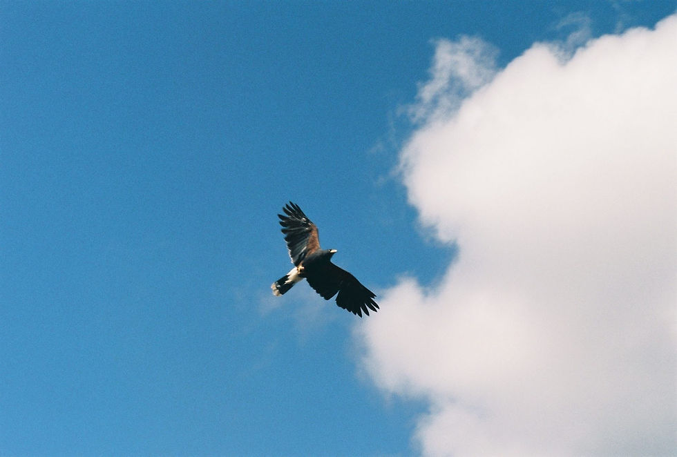 Observant like a hawk