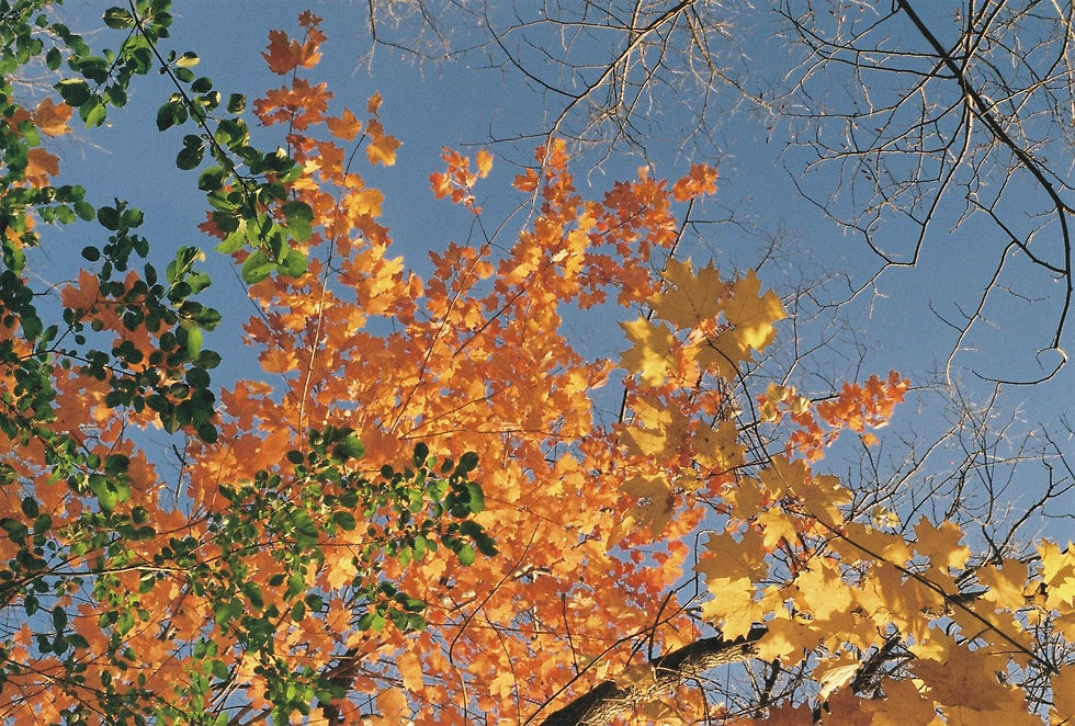Autumn Colors