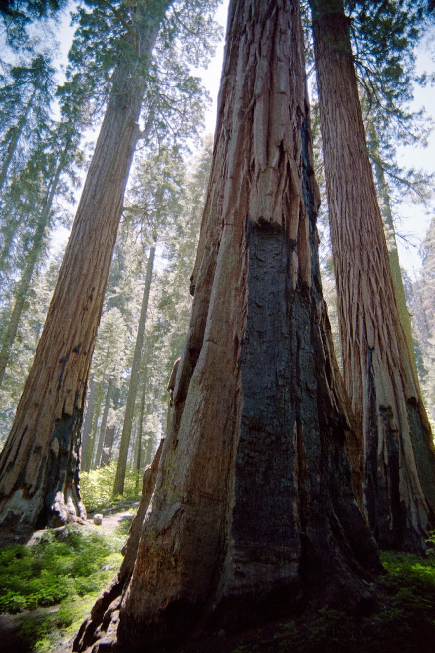 The Sequoias