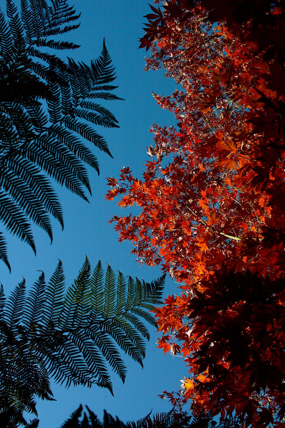 Sunny Autumn Days