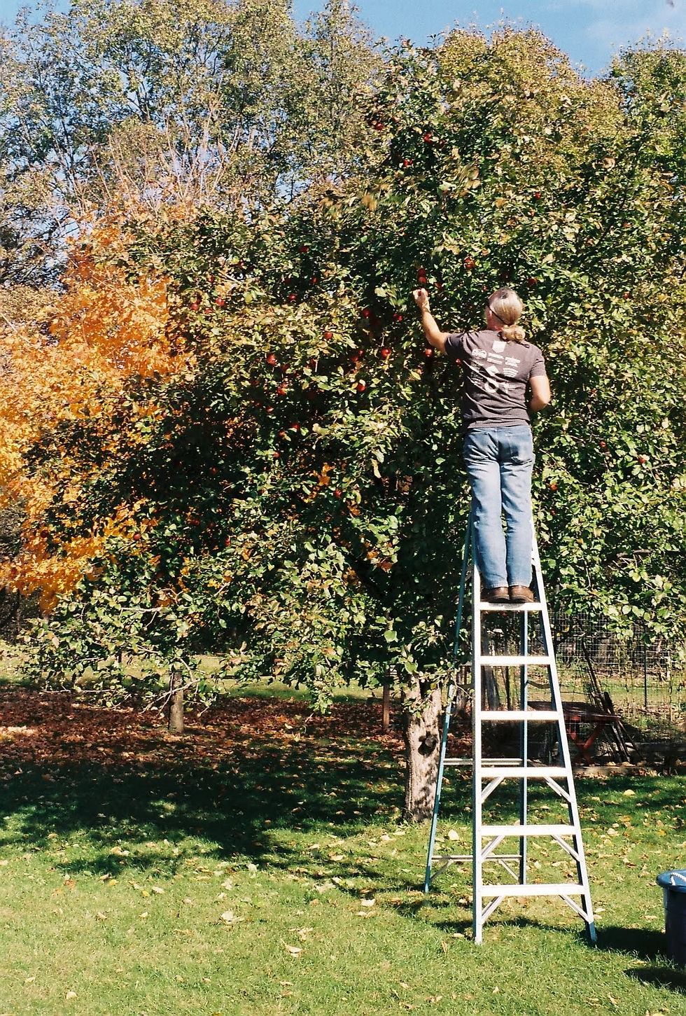 Apple Pickin'