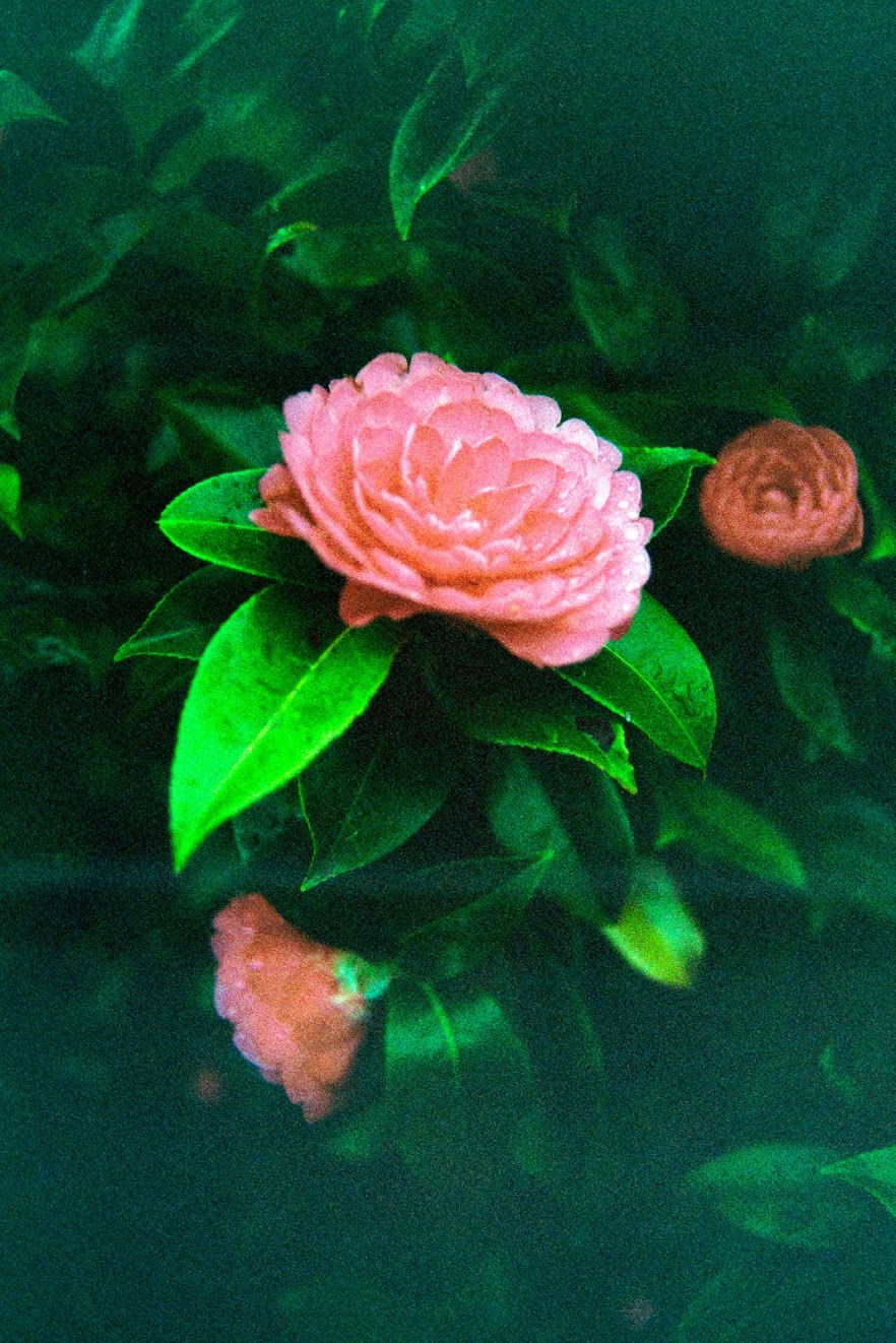 Rosa Chinensis