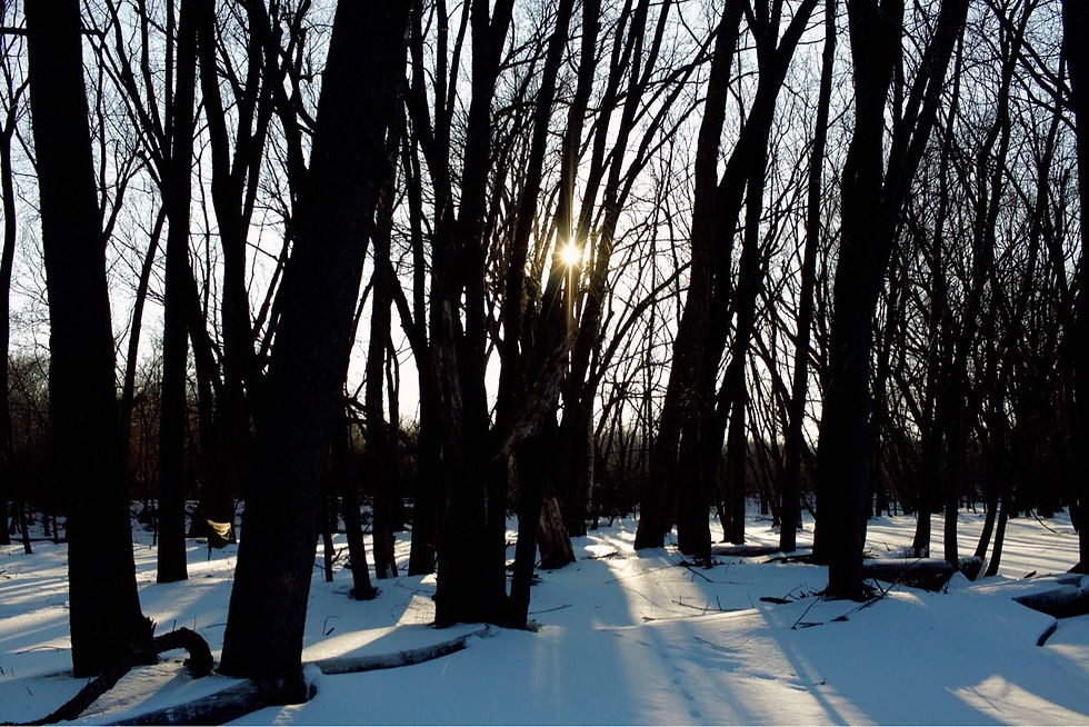 Through the Trees