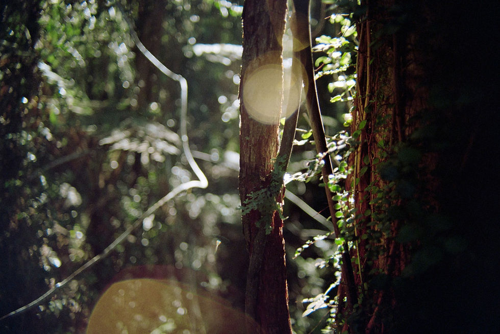 Deep In The Bush