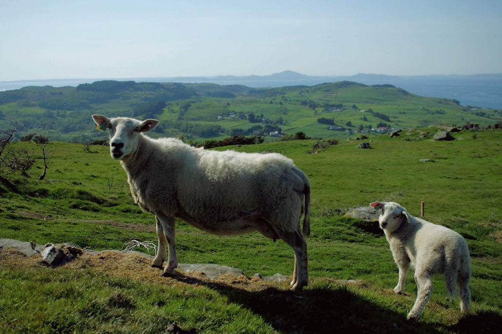 Sheepies In Norway